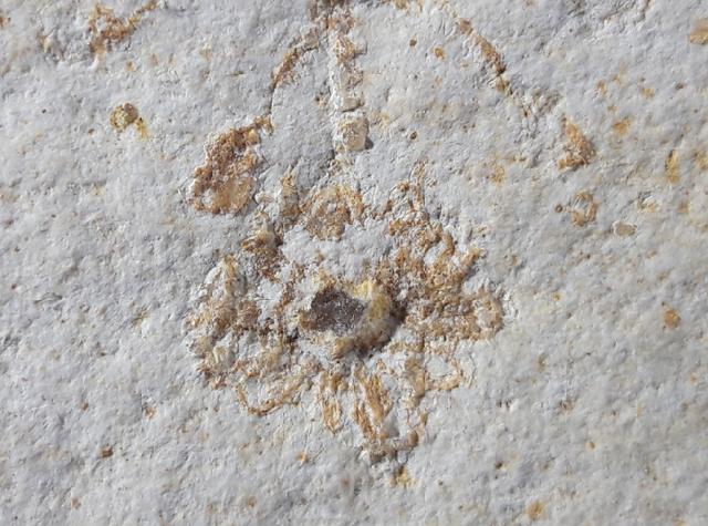 Saccocoma tenella (GOLDFUSS 1831) - Bild © FossNet FossilienStore